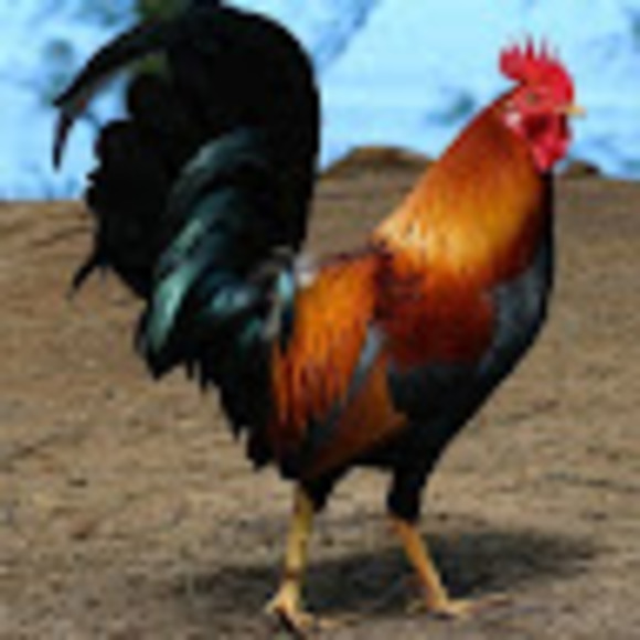 laweena1